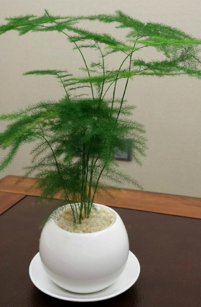 所以,文竹也是传统中国家庭中很喜欢摆放的一种植物
